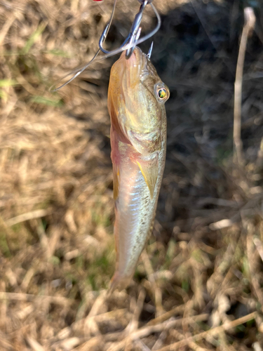 ハゼの釣果