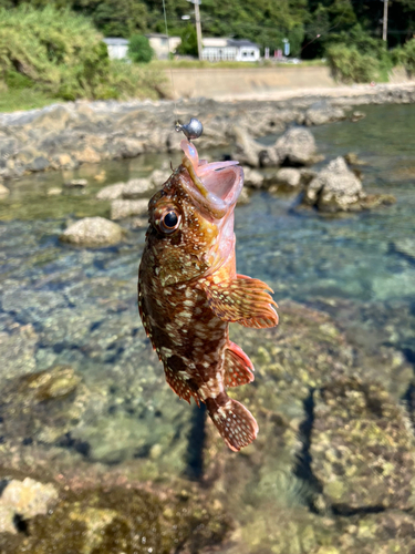 アラカブの釣果