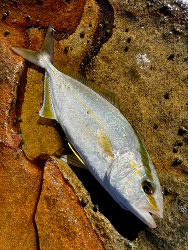 ネリゴの釣果