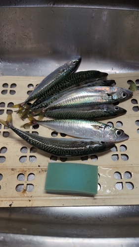 サバの釣果