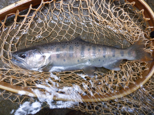 ヤマメの釣果