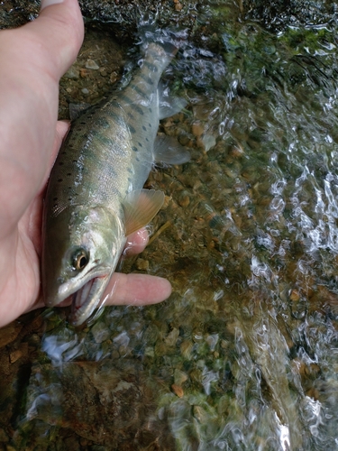 ヤマメの釣果