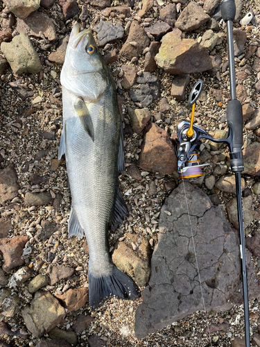 スズキの釣果