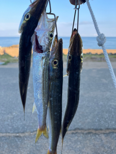 カマスの釣果