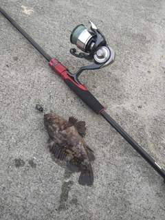 オウゴンムラソイの釣果