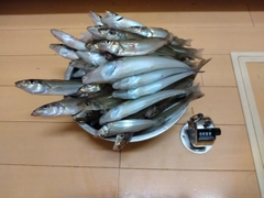 シロギスの釣果