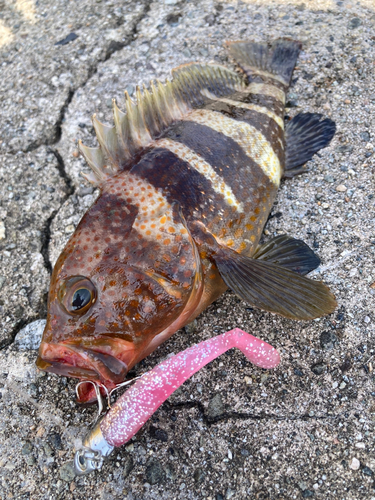 アオハタの釣果