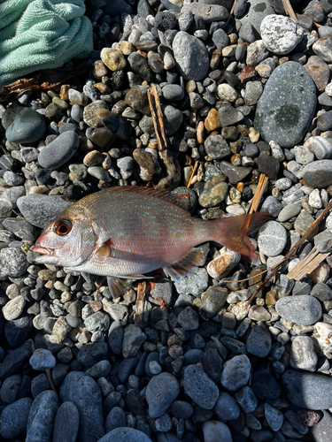 チャリコの釣果