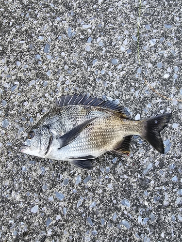 クロダイの釣果