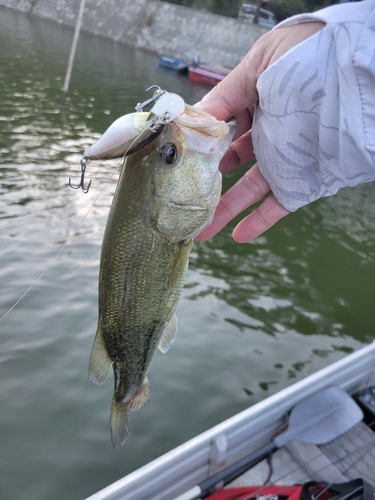 ラージマウスバスの釣果