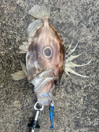 マトウダイの釣果