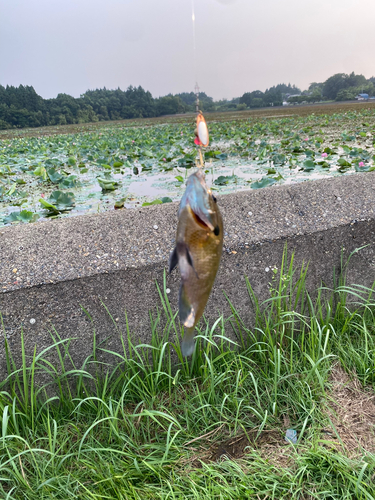 ブルーギルの釣果