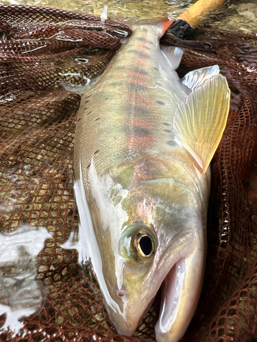 ヤマメの釣果