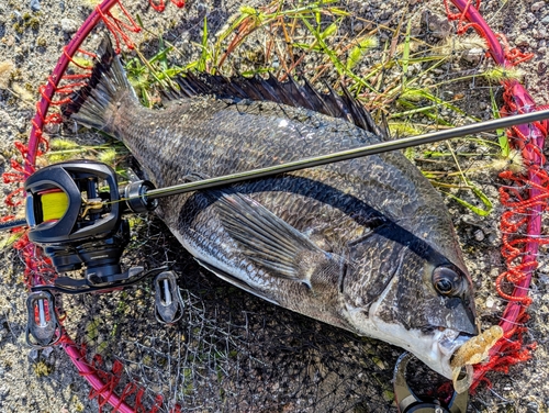 チヌの釣果