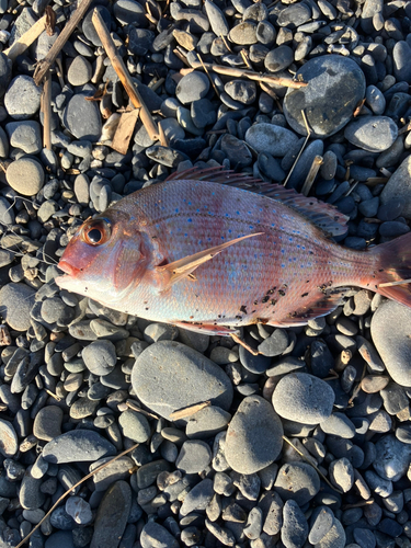 チャリコの釣果