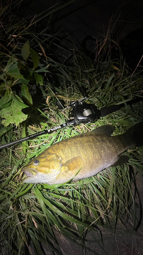 スモールマウスバスの釣果