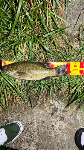 スモールマウスバスの釣果