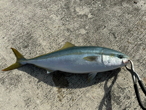 イナダの釣果