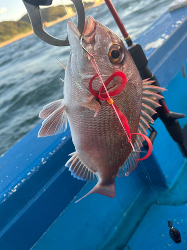 マダイの釣果