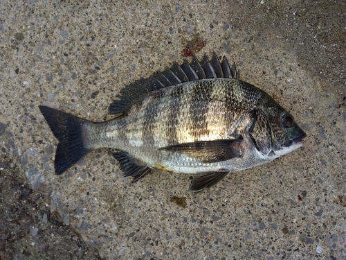 クロダイの釣果