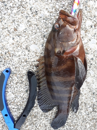 ヤミハタの釣果