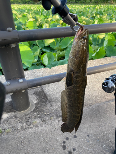 カムルチーの釣果