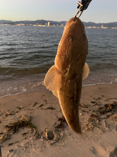 マゴチの釣果