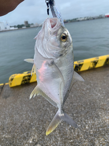 メッキの釣果