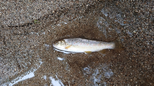 ブラウントラウトの釣果