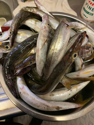 カマスの釣果