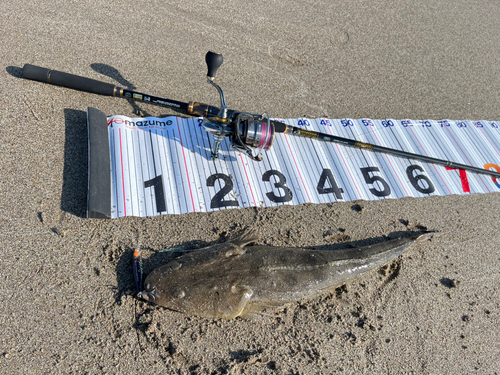 マゴチの釣果