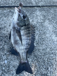 チヌの釣果