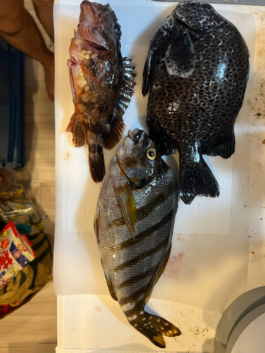 イシガキダイの釣果