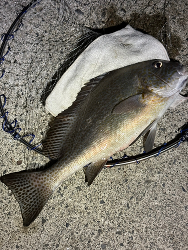 コロダイの釣果