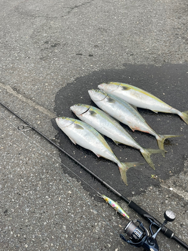 イナダの釣果