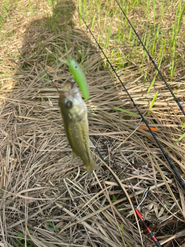 ブラックバスの釣果