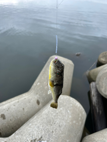 クサフグの釣果