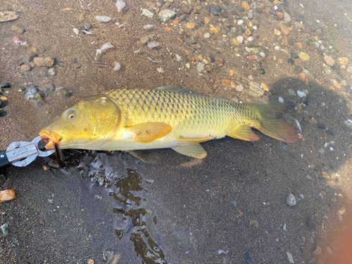 コイの釣果