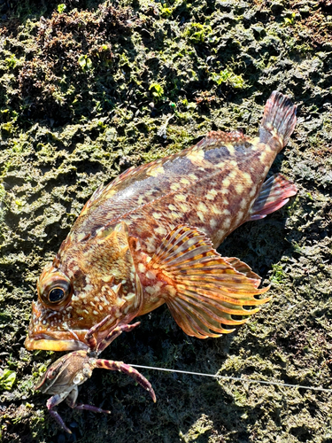 アラカブの釣果