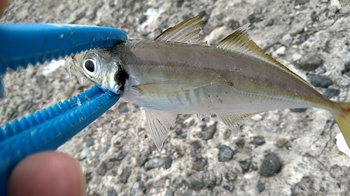 カマスの釣果