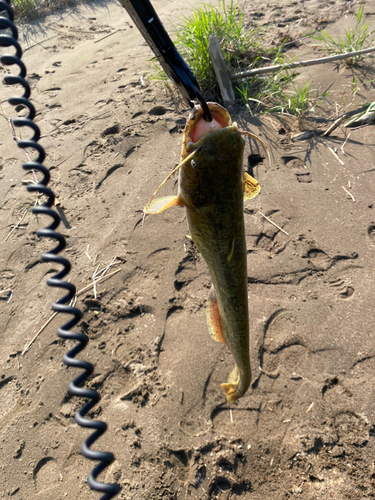 ナマズの釣果