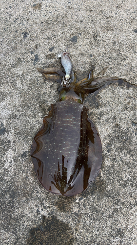 イワシの釣果