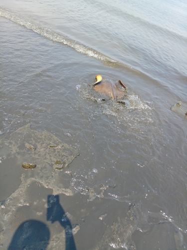 アカエイの釣果