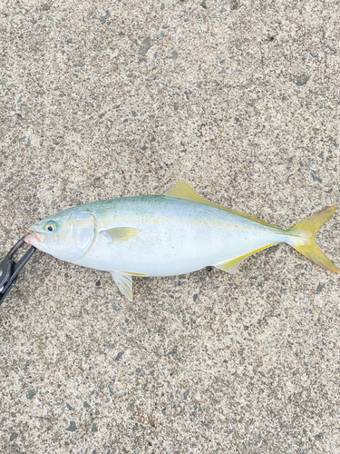 ブリの釣果