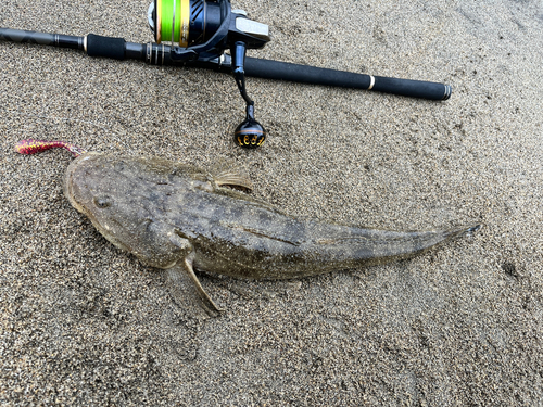 マゴチの釣果