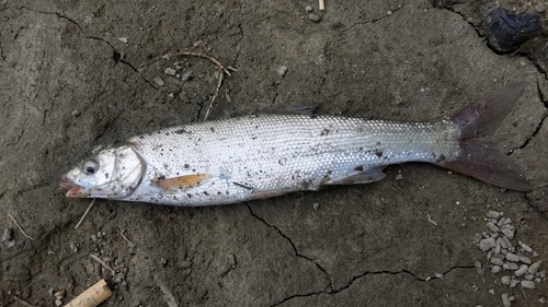 ウグイの釣果