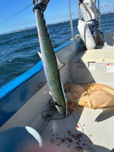 サワラの釣果