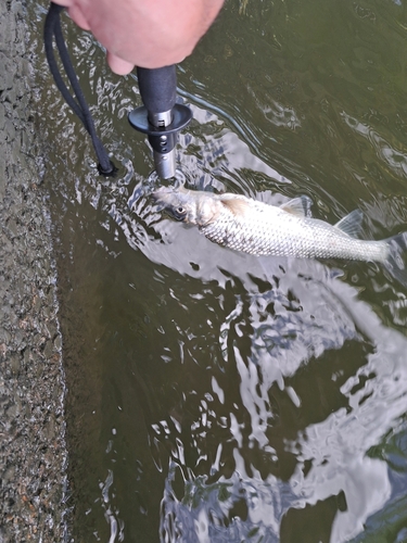 ニゴイの釣果