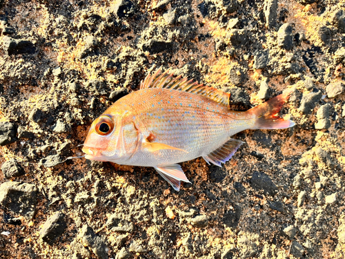 チャリコの釣果