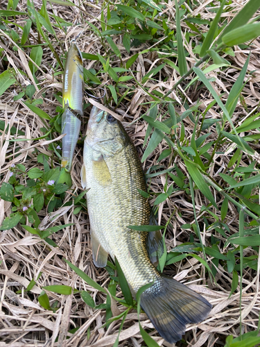 ブラックバスの釣果